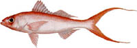 QUEEN SNAPPER