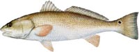 Florida Tarpon Fishing Charters | Tarpon Fishing Charters Florida