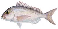 RED PORGY