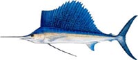 SAILFISH
