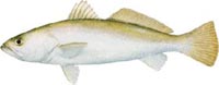 SAND SEATROUT