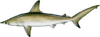 SCALLOPED HAMMERHEAD