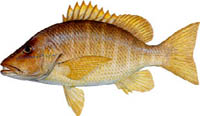 SCHOOLMASTER SNAPPER