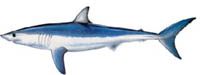 SHORTFIN MAKO