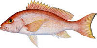 SILK SNAPPER