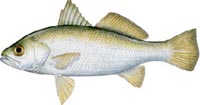 SILVER PERCH