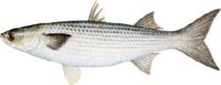 STRIPED (BLACK) MULLET