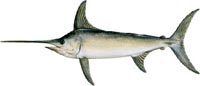 SWORDFISH