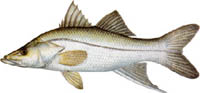 SWORDSPINE SNOOK