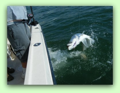 Tarpon fishing on Fat Cat Fishing Charters.Net