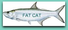 Florida Tarpon Fishing Charters | Tarpon Fishing Charters Florida