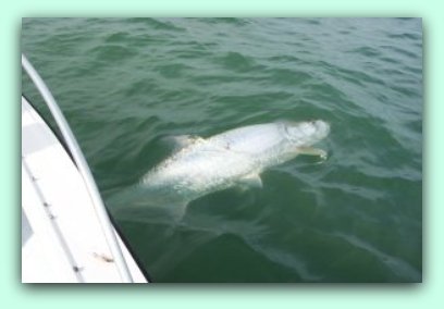 Large florida Tarpon fishing with fat cat fishing charters.