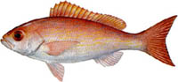VERMILLION SNAPPER