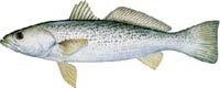 WEAKFISH
