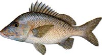 WHITE GRUNT
