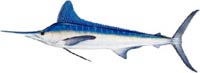 WHITE MARLIN