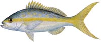 YELLOWTAIL SNAPPER